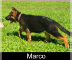 Puppy Marco German Shepherd Dog