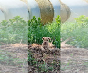 American Pit Bull Terrier Puppy for sale in HERSEY, MI, USA