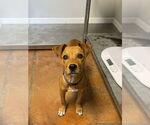 Small Black Mouth Cur Mix
