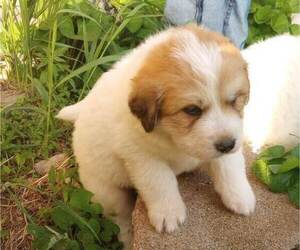 Great Pyrenees-Newfoundland Mix Puppy for Sale in GUIDE ROCK, Nebraska USA