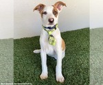 Small #1 Jack Russell Terrier Mix