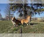 Small Photo #1 Pembroke Welsh Corgi Puppy For Sale in INDEPENDENCE, MO, USA