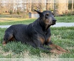 Small #3 Doberman Pinscher