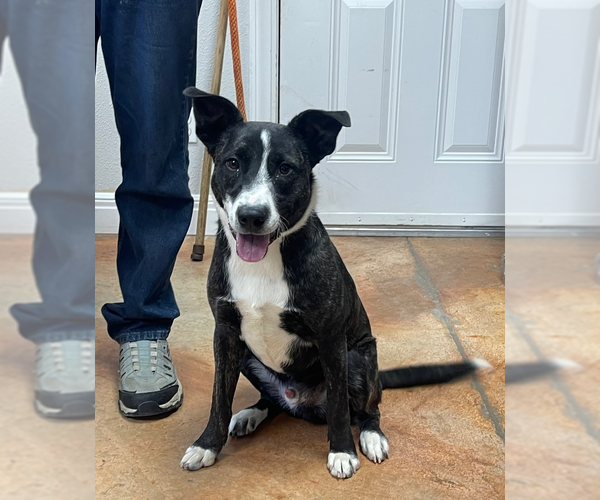 Medium Photo #8 Border Collie-Unknown Mix Puppy For Sale in Bolivar, MO, USA