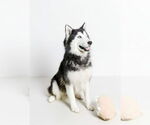 Small #3 Siberian Husky