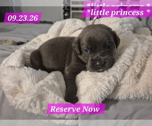 Medium Photo #35 Cane Corso Puppy For Sale in COLUMBIA, SC, USA