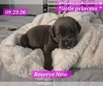 Litter of 10 - Male(s) and Female(s) Cane CorsoLitter of Puppies for Sale - Photo #35