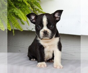Faux Frenchbo Bulldog Puppy for sale in NARVON, PA, USA