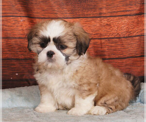 Shih Tzu Puppy for sale in PENNS CREEK, PA, USA