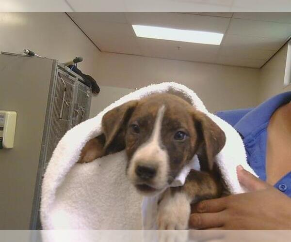 Medium Photo #1 Mutt Puppy For Sale in Sacramento, CA, USA