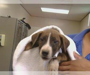 Mutt Dogs for adoption in Sacramento, CA, USA