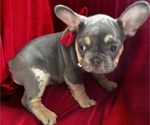 Puppy Saint French Bulldog
