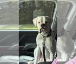 Small #3 Boxer