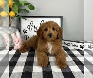 Goldendoodle (Miniature) Puppy for sale in FRANKLIN, IN, USA
