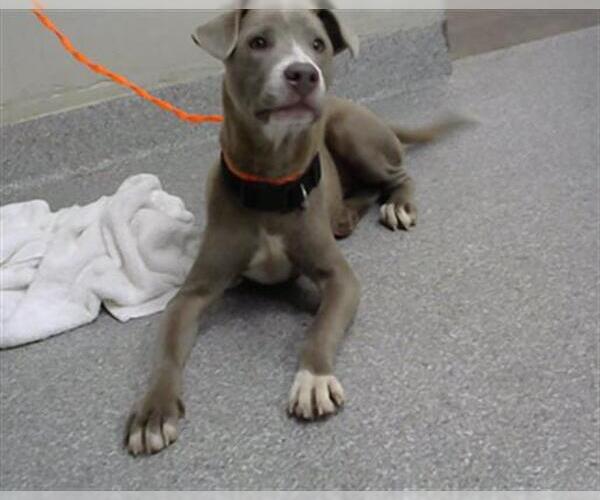 Medium Photo #1 American Pit Bull Terrier-Unknown Mix Puppy For Sale in Pasadena, TX, USA