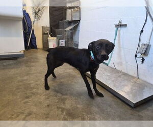 Mutt Dogs for adoption in Corona, CA, USA