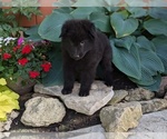 Small #4 Belgian Sheepdog