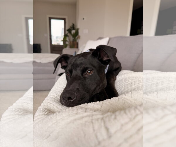 Medium Photo #8 Mutt Puppy For Sale in St. Louis Park, MN, USA