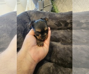 Yorkshire Terrier Puppy for sale in SALEM, OR, USA