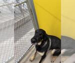 Small #1 German Shepherd Dog Mix