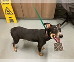 Small Rat Terrier Mix