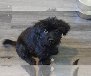 Rose - Female Shih Tzu-Unknown Mix Dog for Adoption - Photo #2