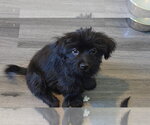 Small Photo #2 Shih Tzu-Unknown Mix Puppy For Sale in Plainfield, IL, USA