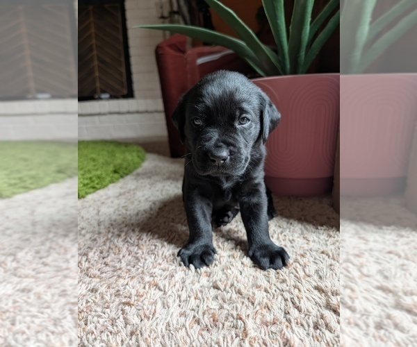 Medium Photo #4 Labrador Retriever Puppy For Sale in SAINT JOHNS, MI, USA