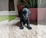 Small #3 Labrador Retriever