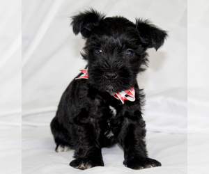 Schnauzer (Miniature) Puppy for sale in BROOKSVILLE, FL, USA