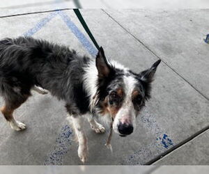 Australian Shepherd-Unknown Mix Dogs for adoption in Bakersfield, CA, USA