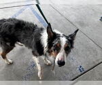 Small Australian Shepherd Mix