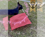 Small Photo #4 French Bulldog Puppy For Sale in CHARLESTON, SC, USA