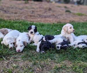 Goldendoodle Puppy for sale in MORGANTON, NC, USA