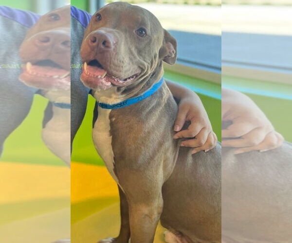 Medium Photo #15 American Staffordshire Terrier Puppy For Sale in Rosenberg, TX, USA