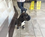 Small Photo #7 Bulldog Puppy For Sale in Oak Bluffs, MA, USA