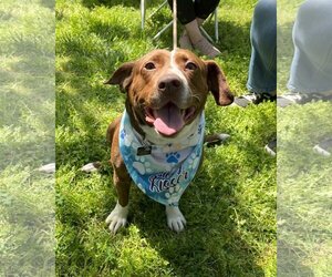 Beagle-Unknown Mix Dogs for adoption in Spotsylvania, VA, USA