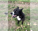 Small #4 Labrador Retriever Mix