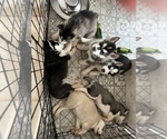 Small Photo #2 Siberian Husky Puppy For Sale in KISSIMMEE, FL, USA