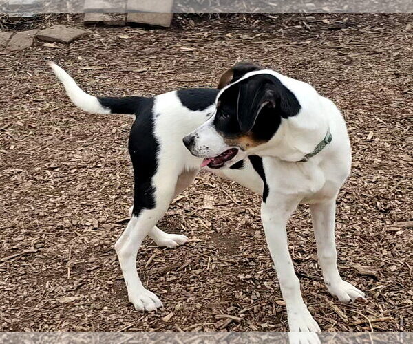 Medium Photo #5 Mutt Puppy For Sale in Bloomingdale, NJ, USA