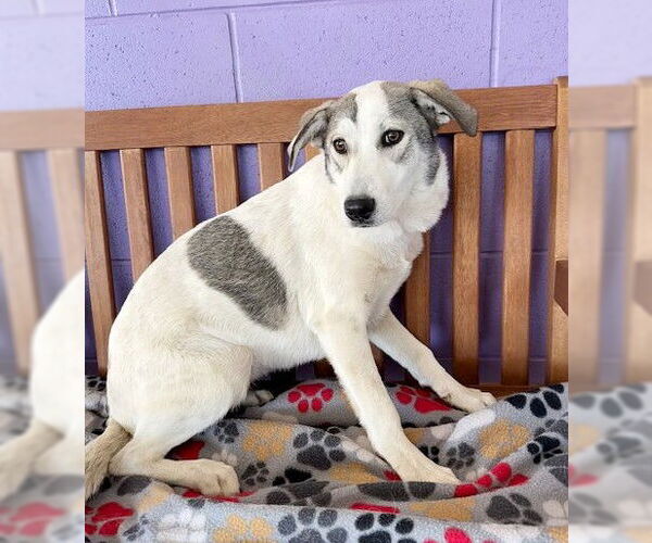 Medium Photo #2 Aussiedor Puppy For Sale in Genesee, WI, USA