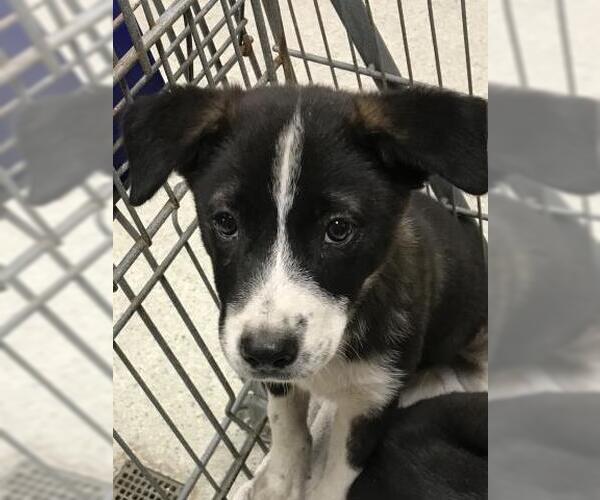 Medium Photo #1 Borador Puppy For Sale in Conroe, TX, USA