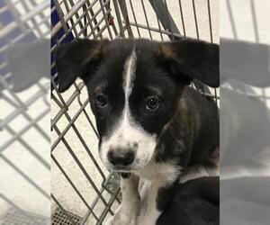 Borador Dogs for adoption in Conroe, TX, USA