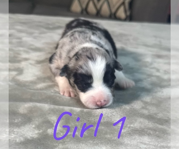 Medium Photo #12 Australian Shepherd Puppy For Sale in SALISBURY, NC, USA
