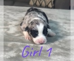 Small Photo #12 Australian Shepherd Puppy For Sale in SALISBURY, NC, USA