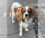 Small #1 Cavalier King Charles Spaniel