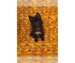 Small Photo #2 American Eskimo Dog Puppy For Sale in CLARKSVILLE, TN, USA
