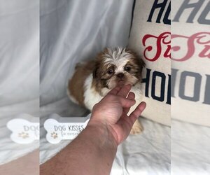Shih Tzu Puppy for sale in INDIANAPOLIS, IN, USA