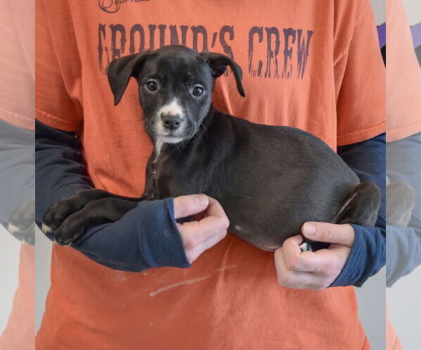 Medium Photo #2 Border Collie-Unknown Mix Puppy For Sale in Huntley, IL, USA