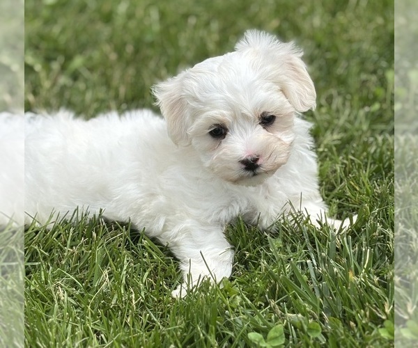 Medium Photo #7 Maltese Puppy For Sale in ROCK STREAM, NY, USA